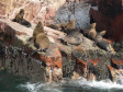 Seel�wen beim Sonnenbaden auf "Islas Ballestas"